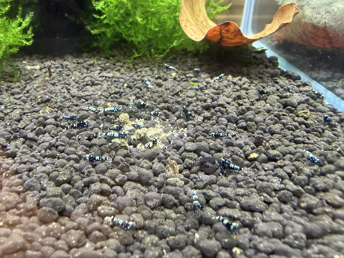 空手蝦(28) tweet media