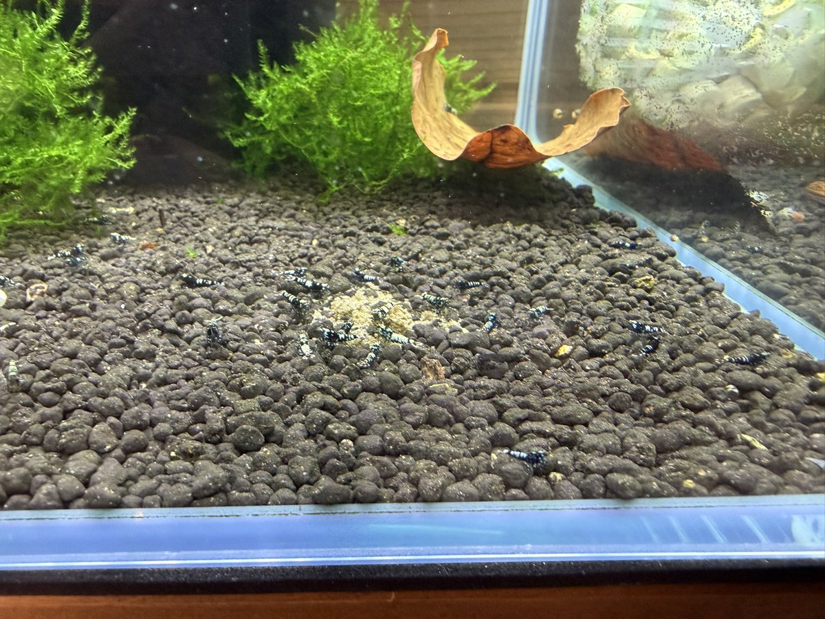 空手蝦(28) tweet media