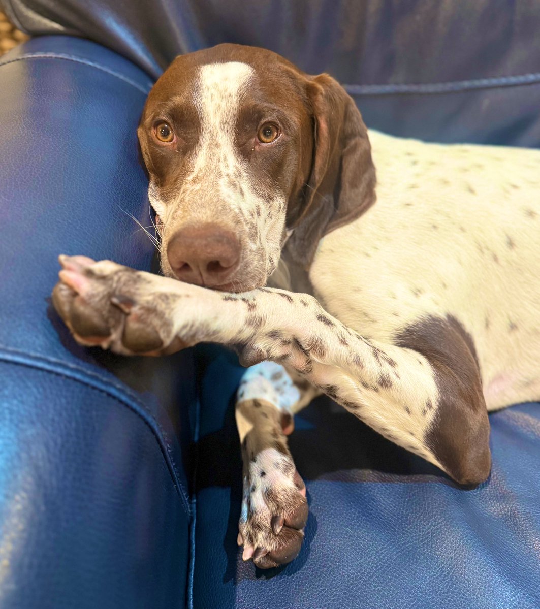 Cat in the Hat tweet media