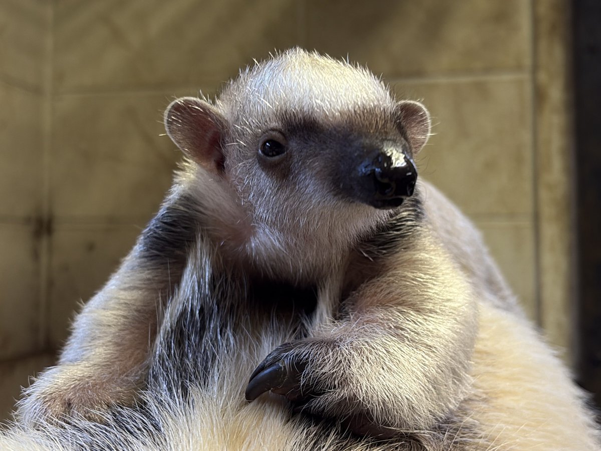 横浜市立野毛山動物園≪公式≫ tweet media