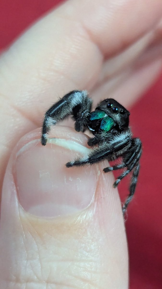 Little Finch 🎙️in my Radio Demon era🎙️ tweet media