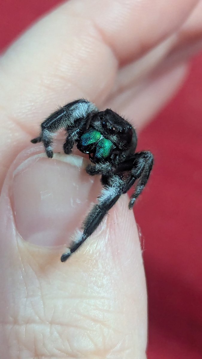 Little Finch 🎙️in my Radio Demon era🎙️ tweet media