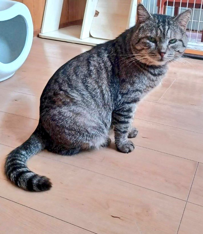 izumi nishimura tweet media