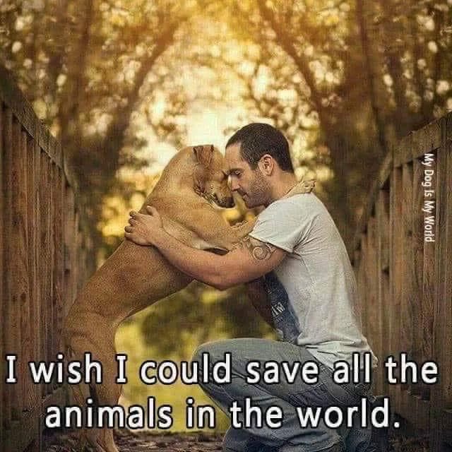 PlesantsW's tweet photo. @RElizabath30385 @FanaticElon I would immediately establish a home for homeless, abandoned animals.  Mankind has not always been kind to our animal population.  I would be. https://t.co/eRoiSqjYWz