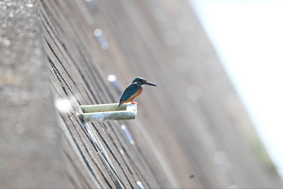 ななし tweet media