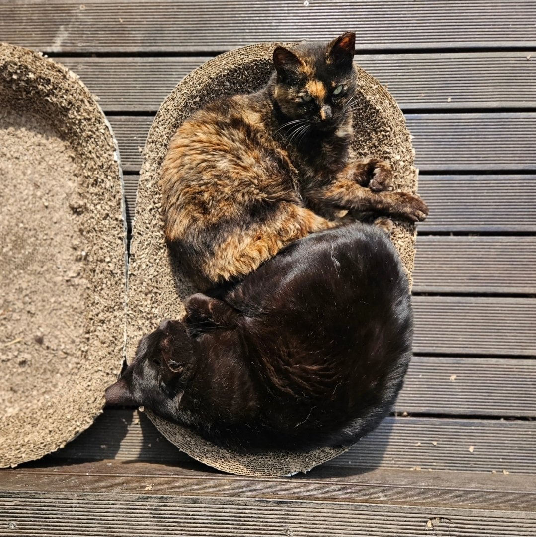 so picky tweet media