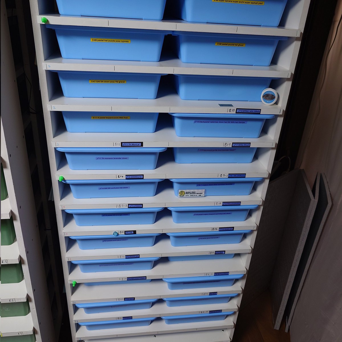 Tom@たまへびや🐍 tweet media