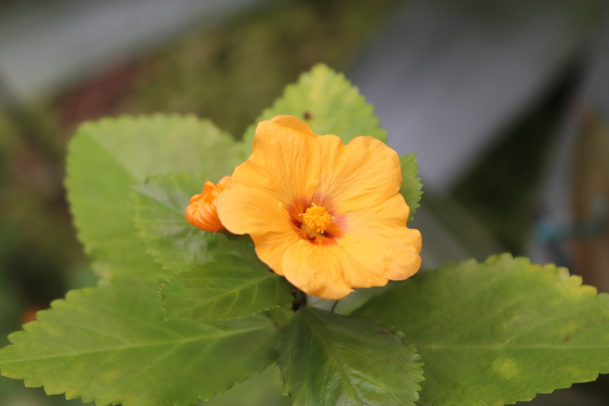 咲くやこの花館 tweet media