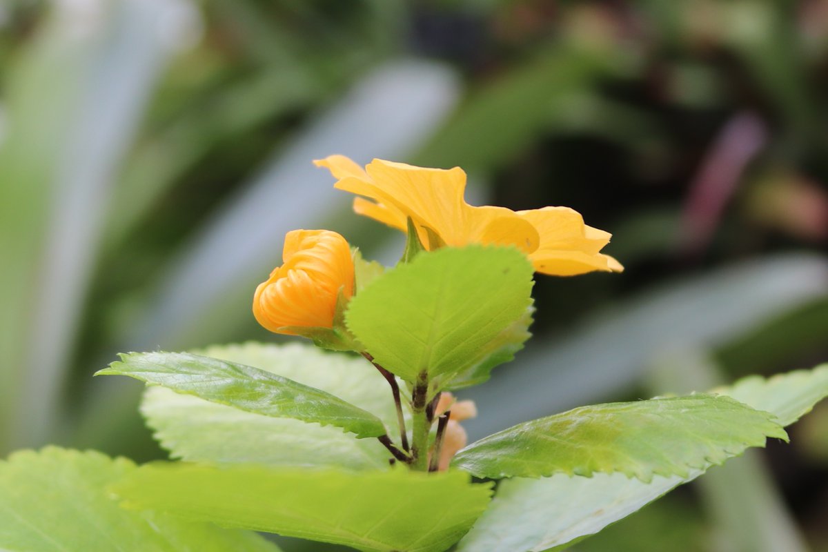 咲くやこの花館 tweet media