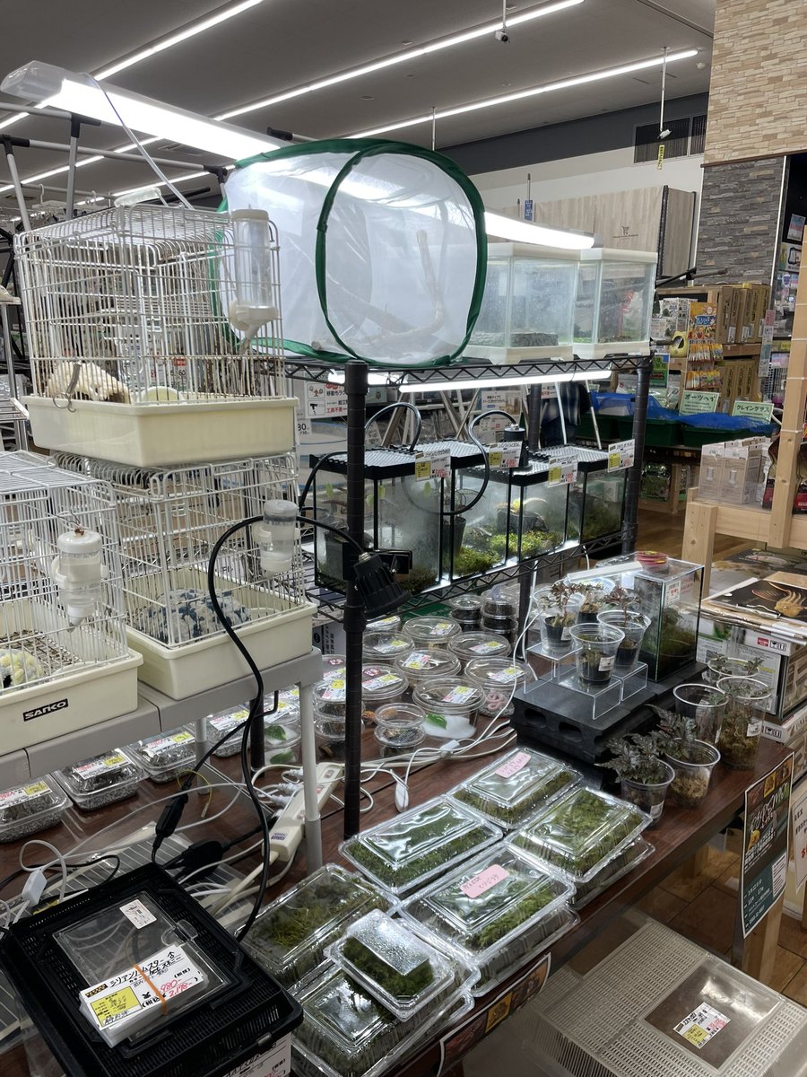 スケール tweet media