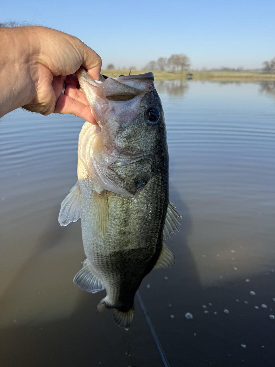 Calico Custom Lures tweet media