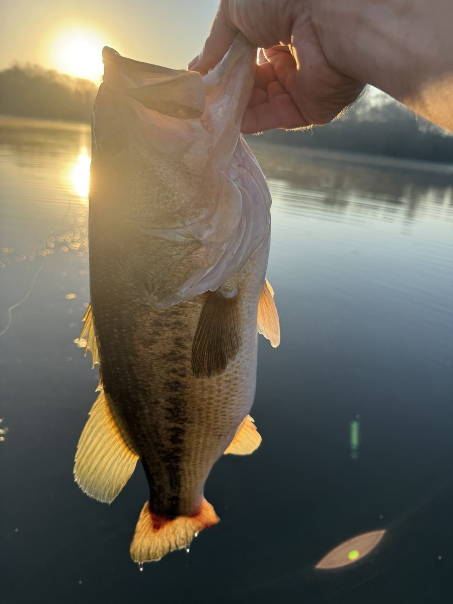 Calico Custom Lures tweet media