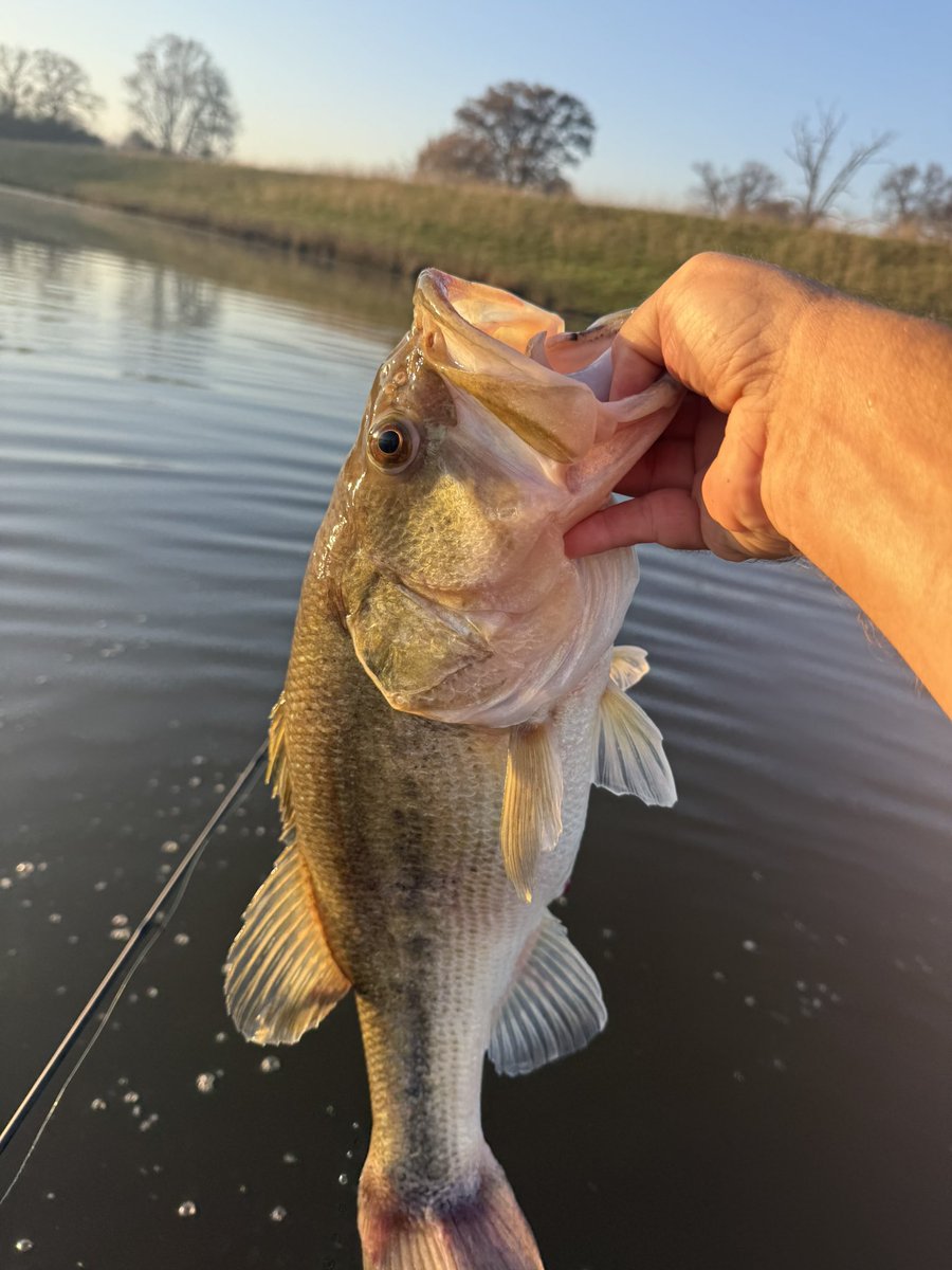 Calico Custom Lures tweet media