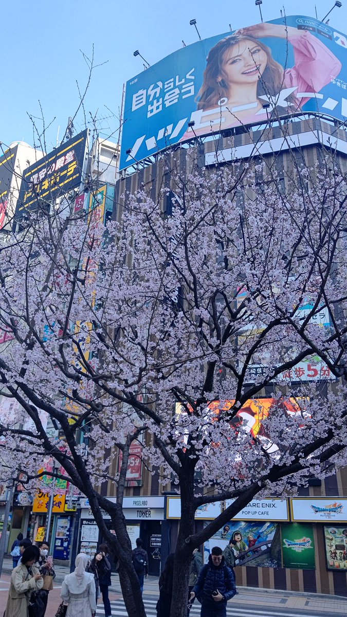 TMetabo's tweet photo. 新宿の桜、8分咲きと言ったところでしょうか。
#桜 #新宿 #桜前線2026 https://t.co/V5oO0ASMLj