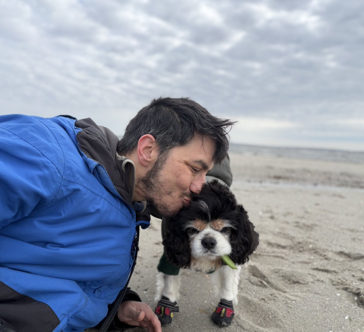 Dexter the Cavalier tweet media