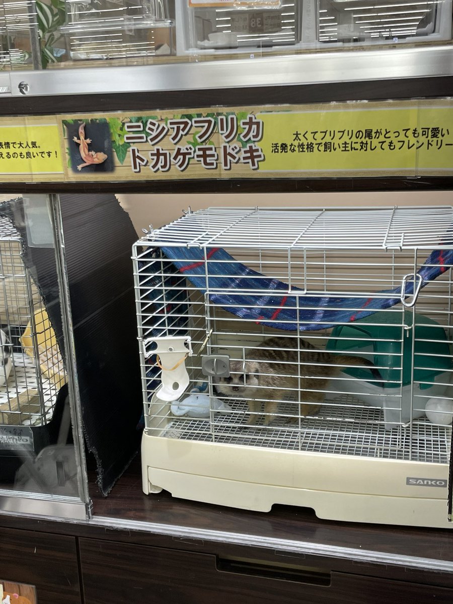 スケール tweet media