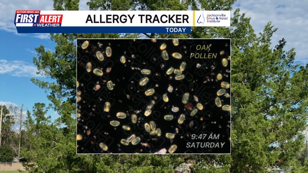 CSimmaWX's tweet image. The oak pollen hit a new high for the year (so far) on Saturday - 15k particles. We had an appointment this morning and even just being outside for a grand total of 2-3 minutes in-and-out of the car had me FEELING it #FirstAlertWX @PollenSense