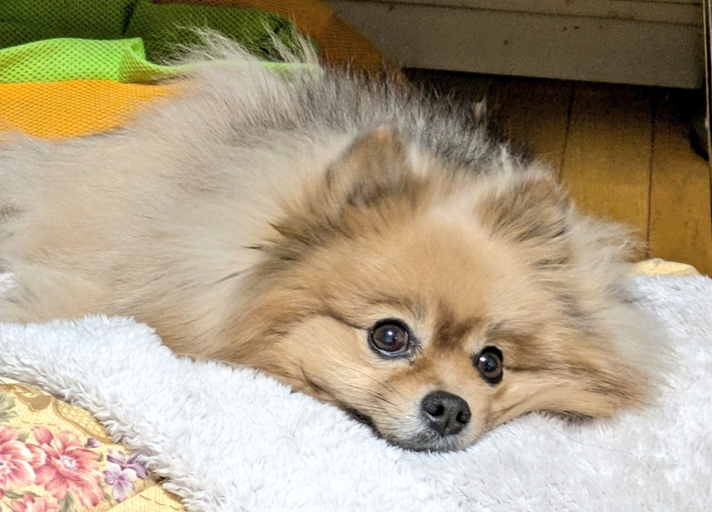 長男🐶のマダニ予防薬貰いに動物病院へ。
なんと、体重1キロ増!!
いや、重いな？とは気づいていたが💦
“シニアは代謝も落ちて太りやすい”
“体重増えると思わぬ怪我しやすい”…ダイエット始めます⤵️
シニアデブ同志！
一緒にダイエット頑張ろね！