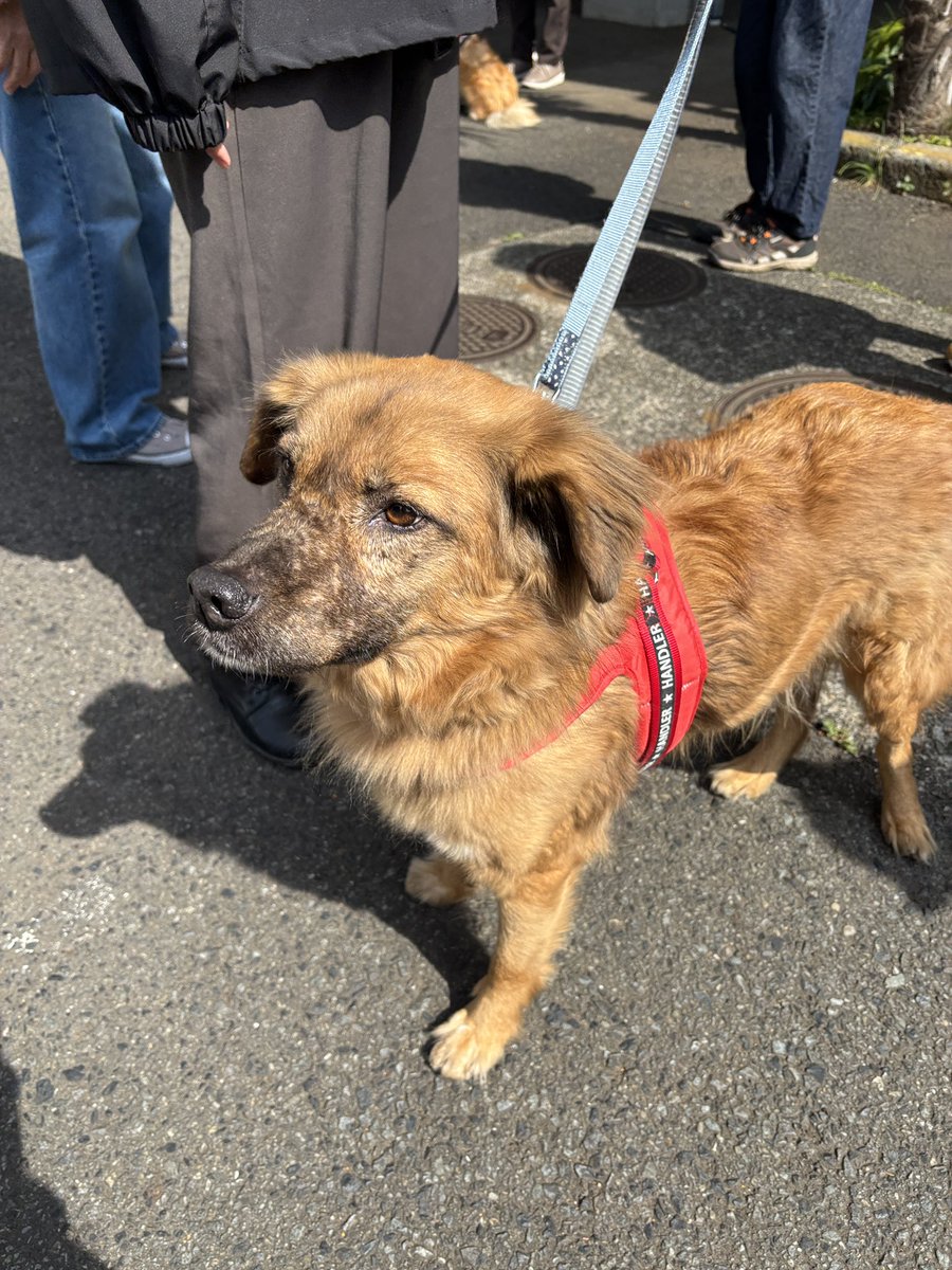 町田動物愛護の会 tweet media