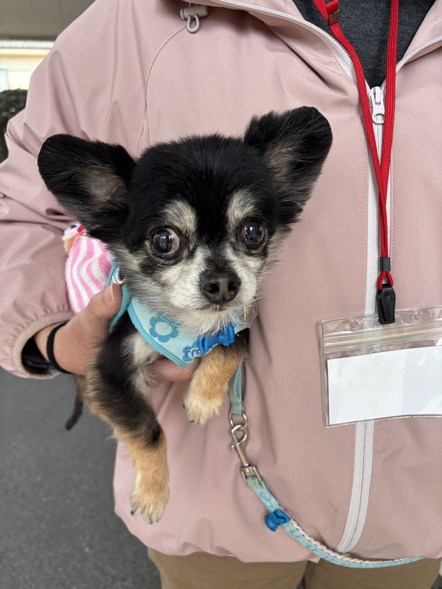 町田動物愛護の会 tweet media