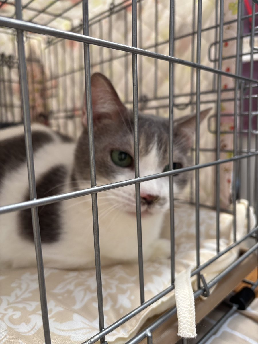 町田動物愛護の会 tweet media