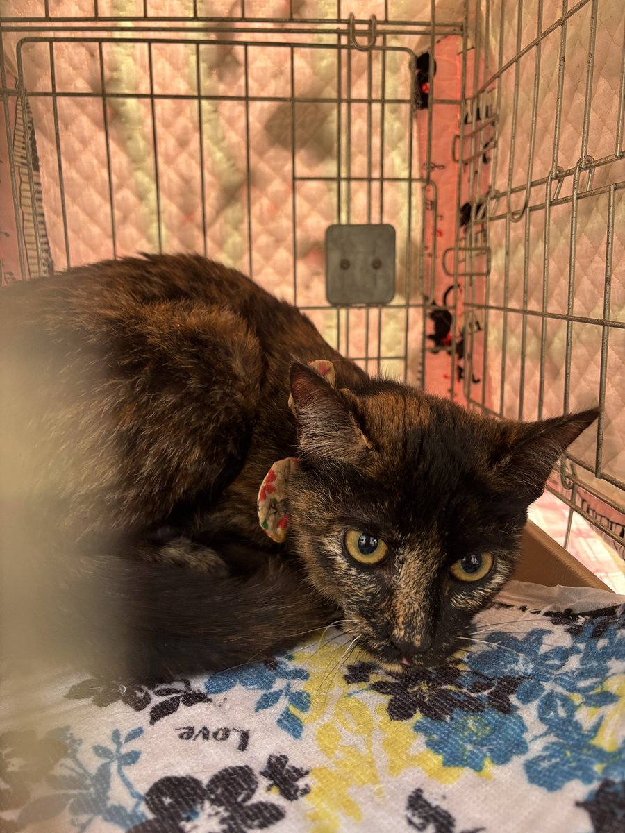 町田動物愛護の会 tweet media