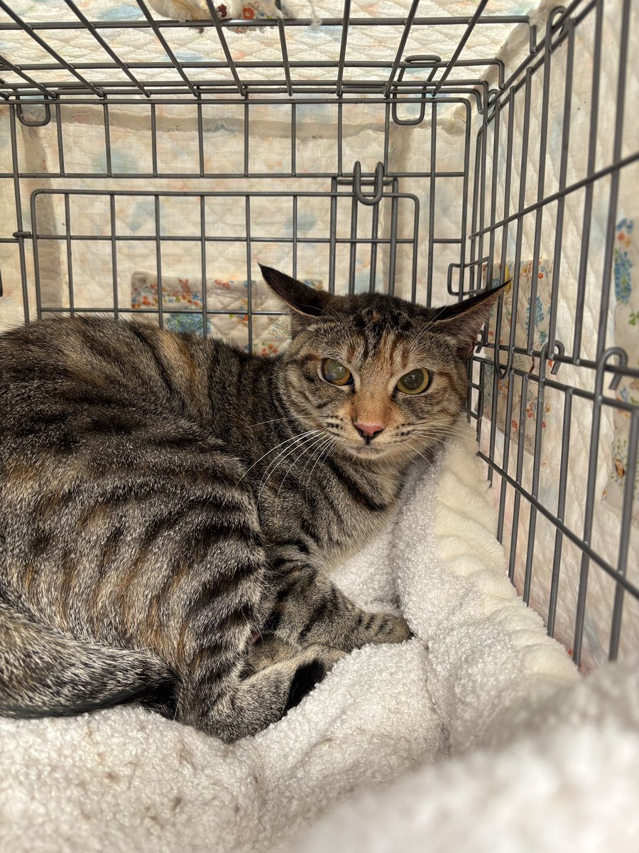 町田動物愛護の会 tweet media