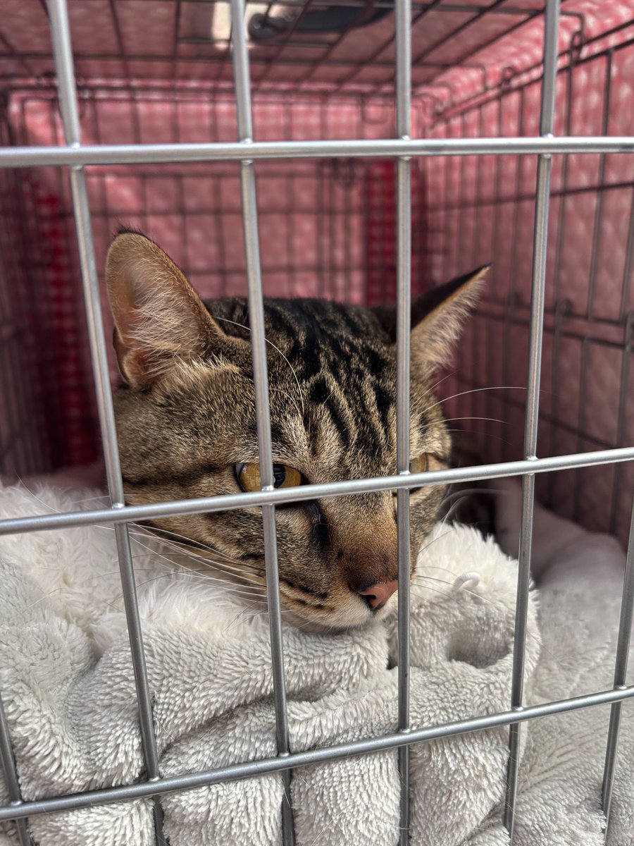 町田動物愛護の会 tweet media