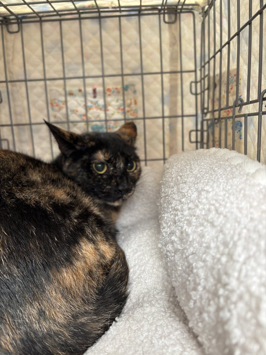 町田動物愛護の会 tweet media