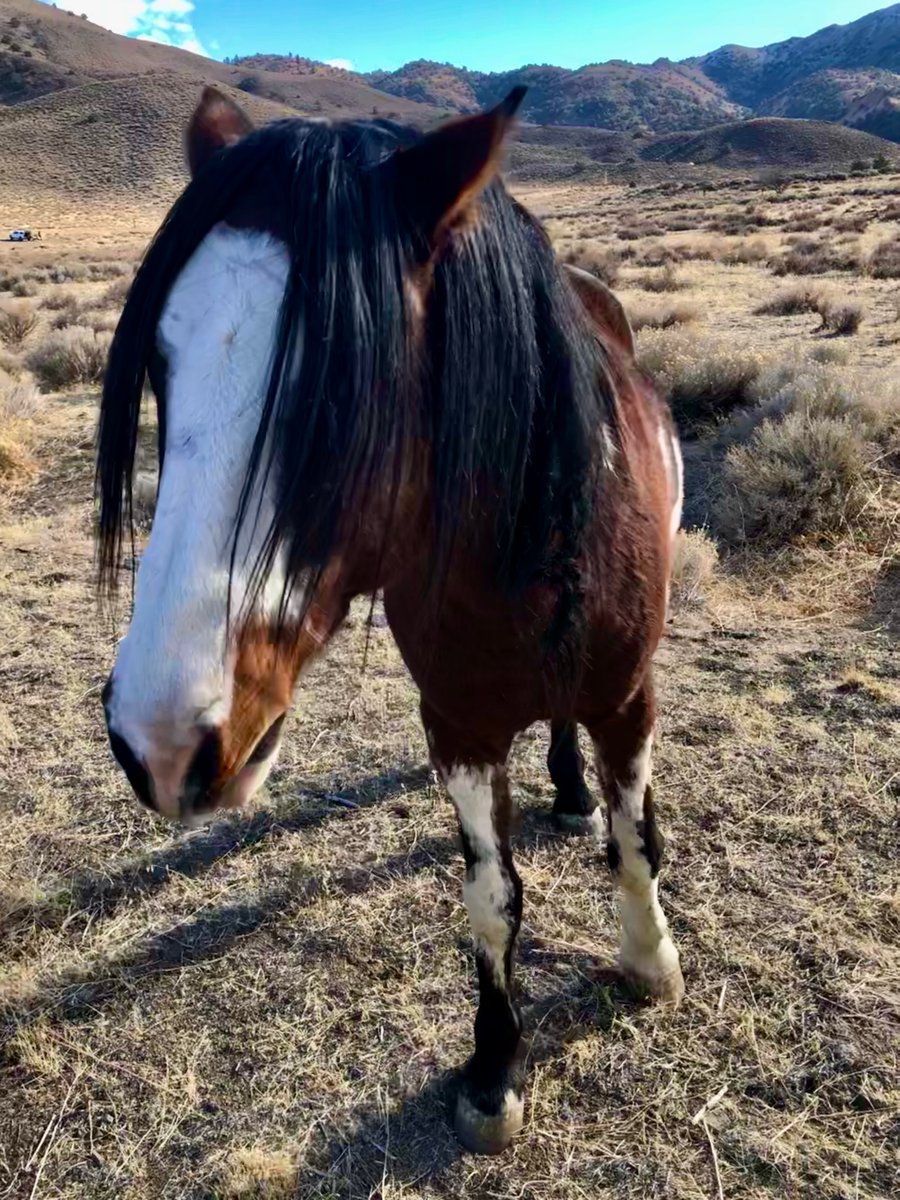 Jim Hawk tweet media