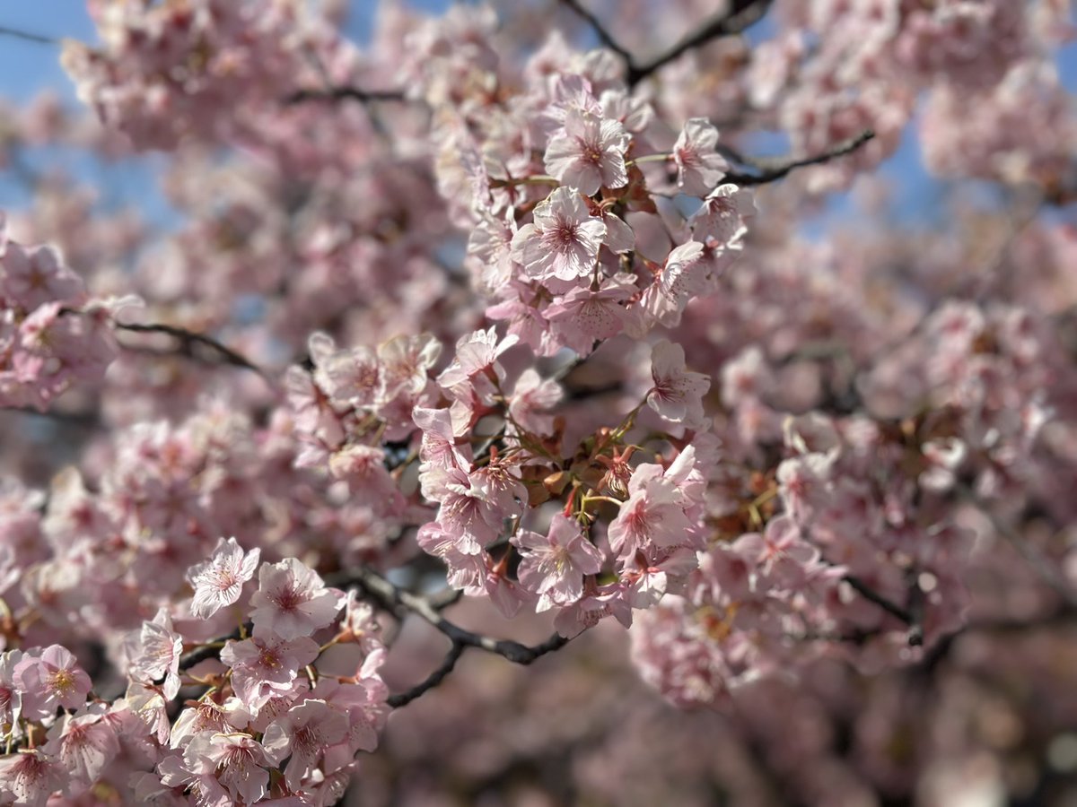 淀の河津桜が綺麗だった🌸

満開のピークは過ぎてるけど
近くで見れてよかった🥰