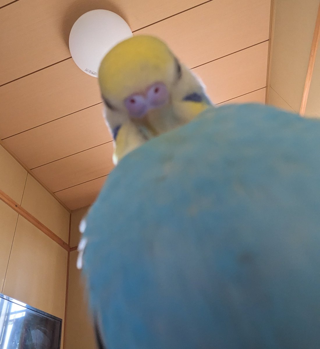 pipikuma5's tweet photo. マッチョ〜💪🦜 https://t.co/pIQ5UaeVR8