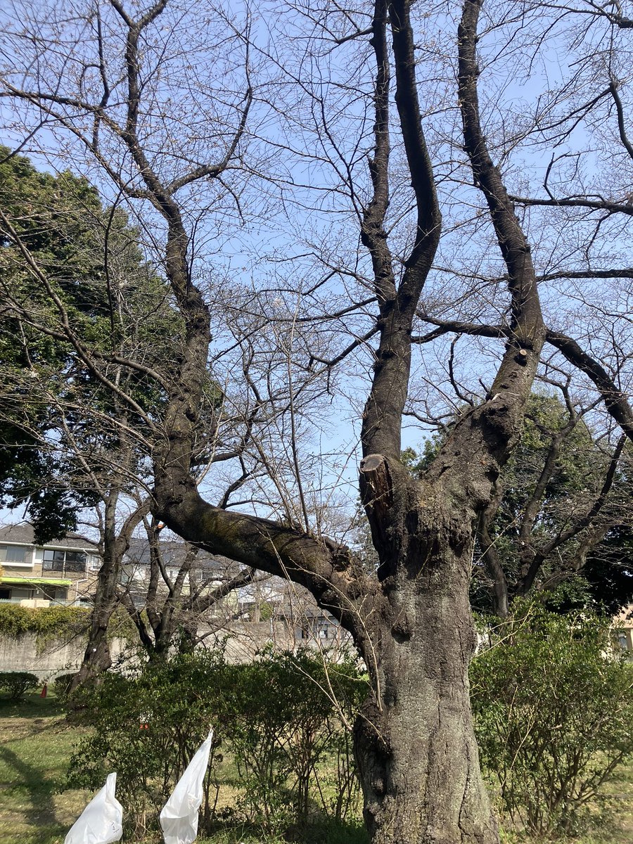 高橋三太 tweet media