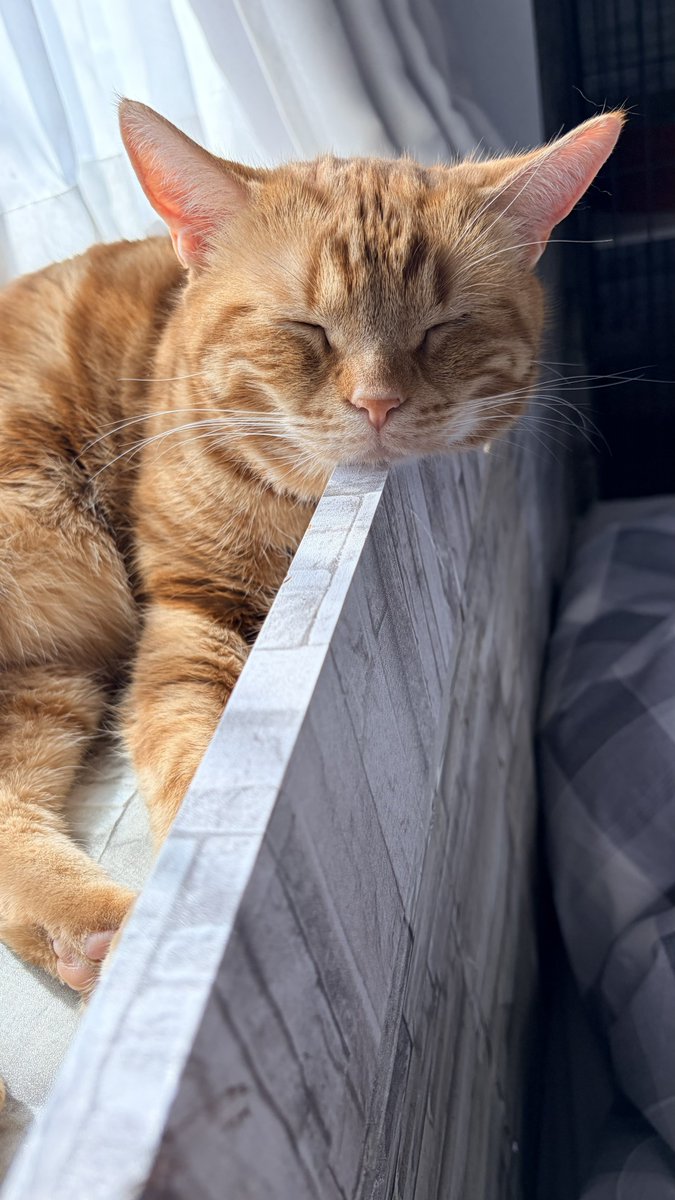 ねこちあ tweet media