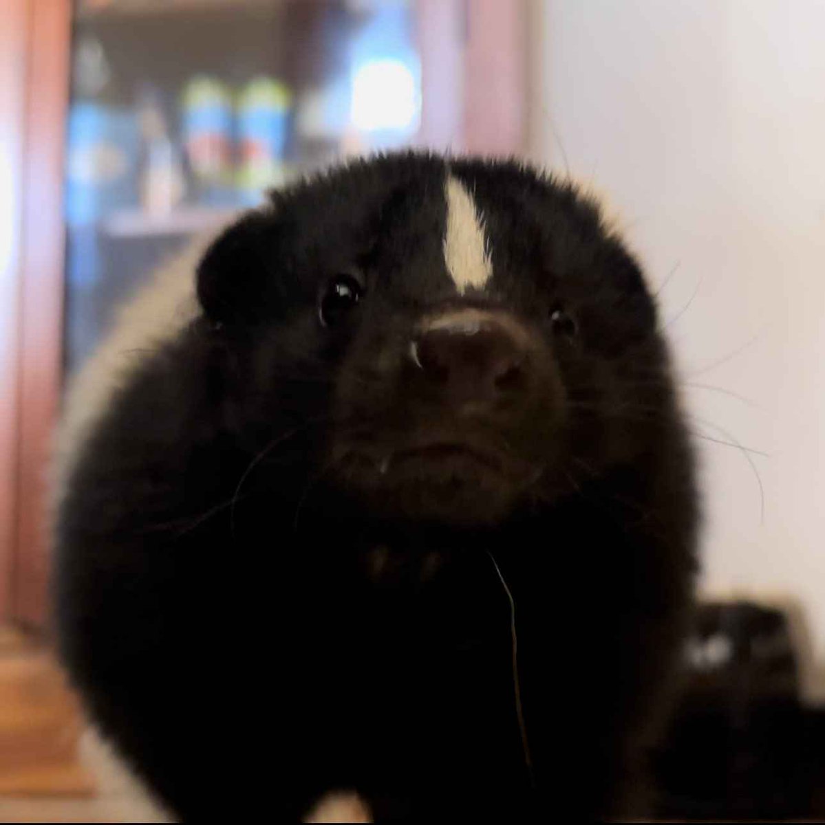 🦨Danny🦨 tweet media