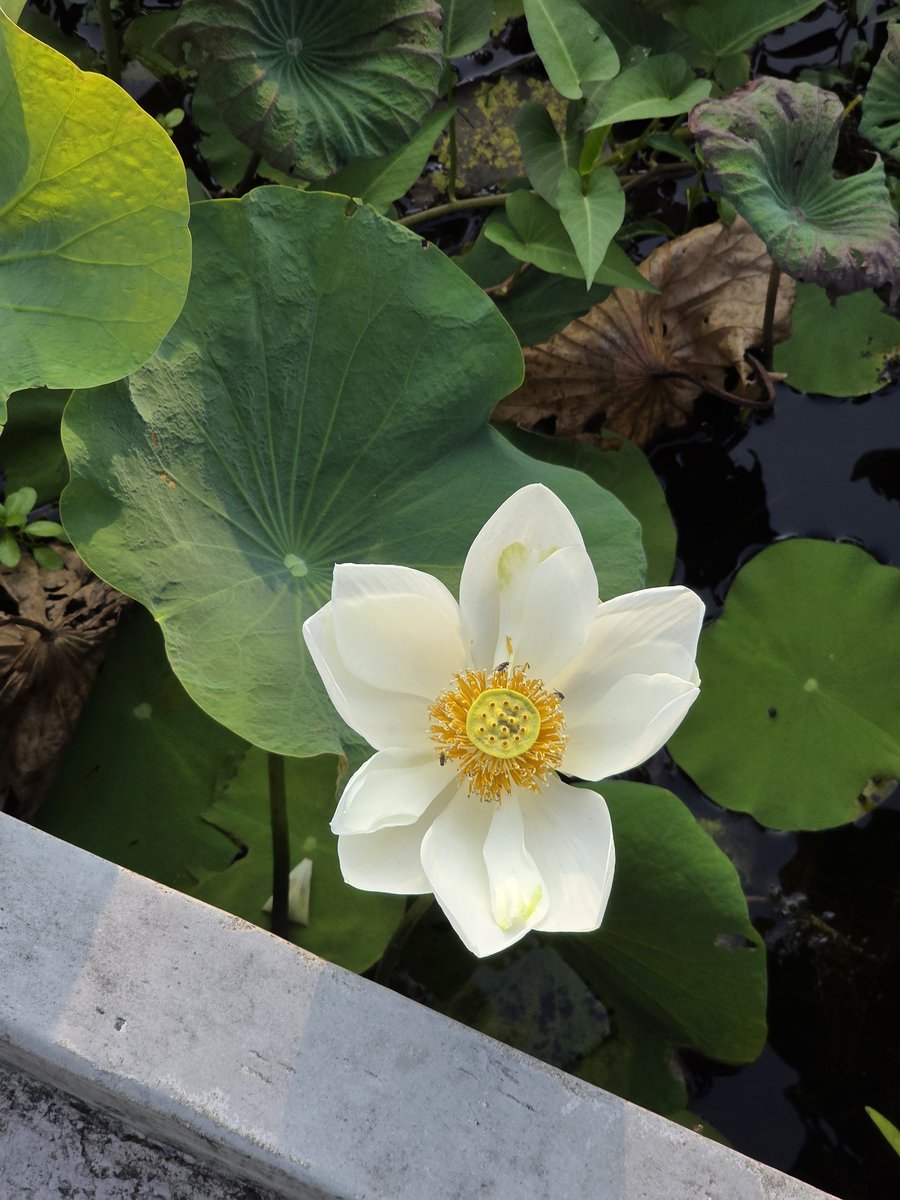 ณิช tweet media