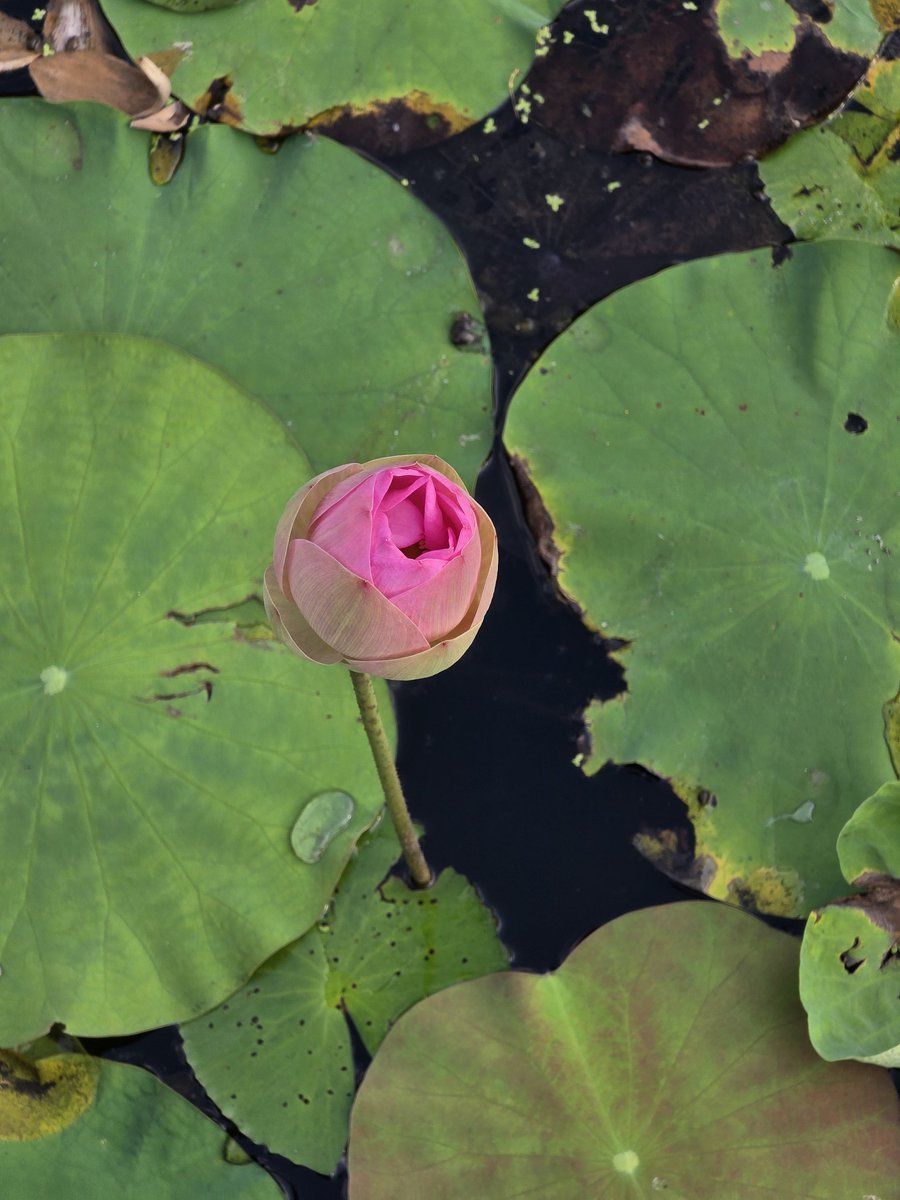 ณิช tweet media