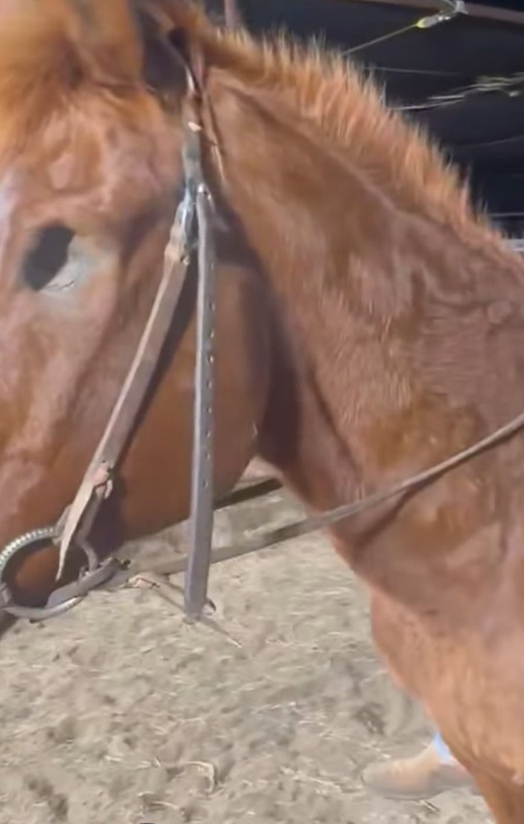 Heart and Hooves rescue/ Freedom Valley Rescue tweet media