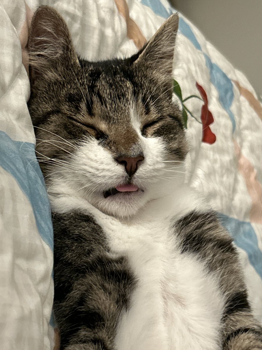 cal 🍉 tweet media