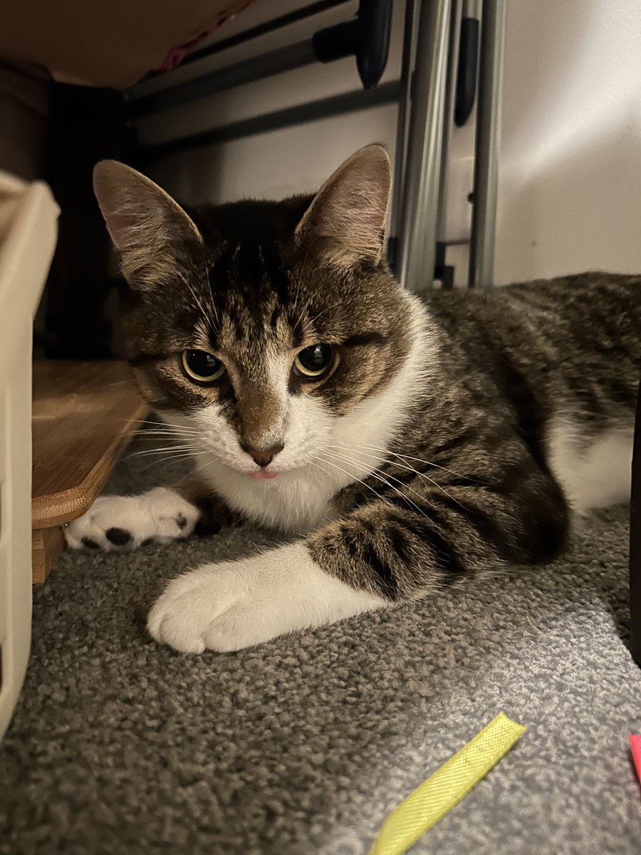 cal 🍉 tweet media