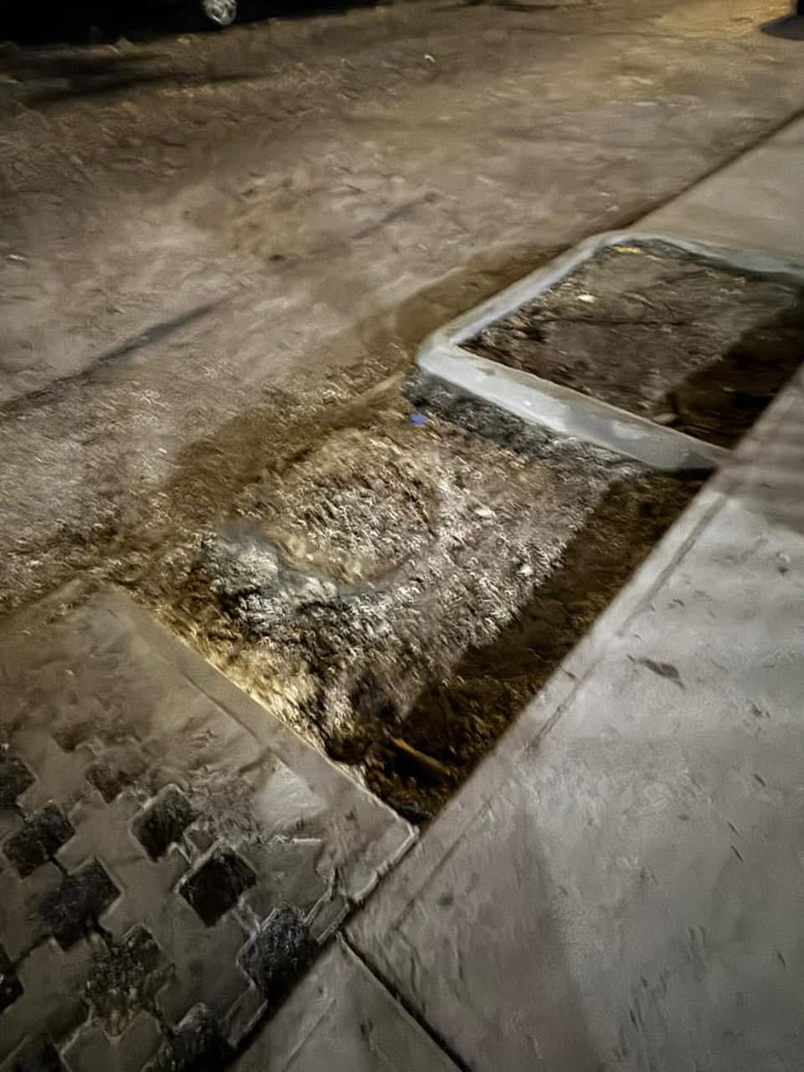 Red Árbol tweet media