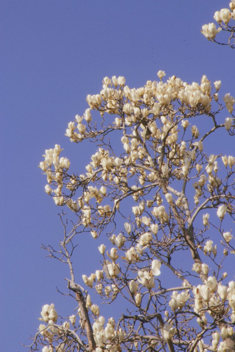 Миканчик✨🌸 tweet media