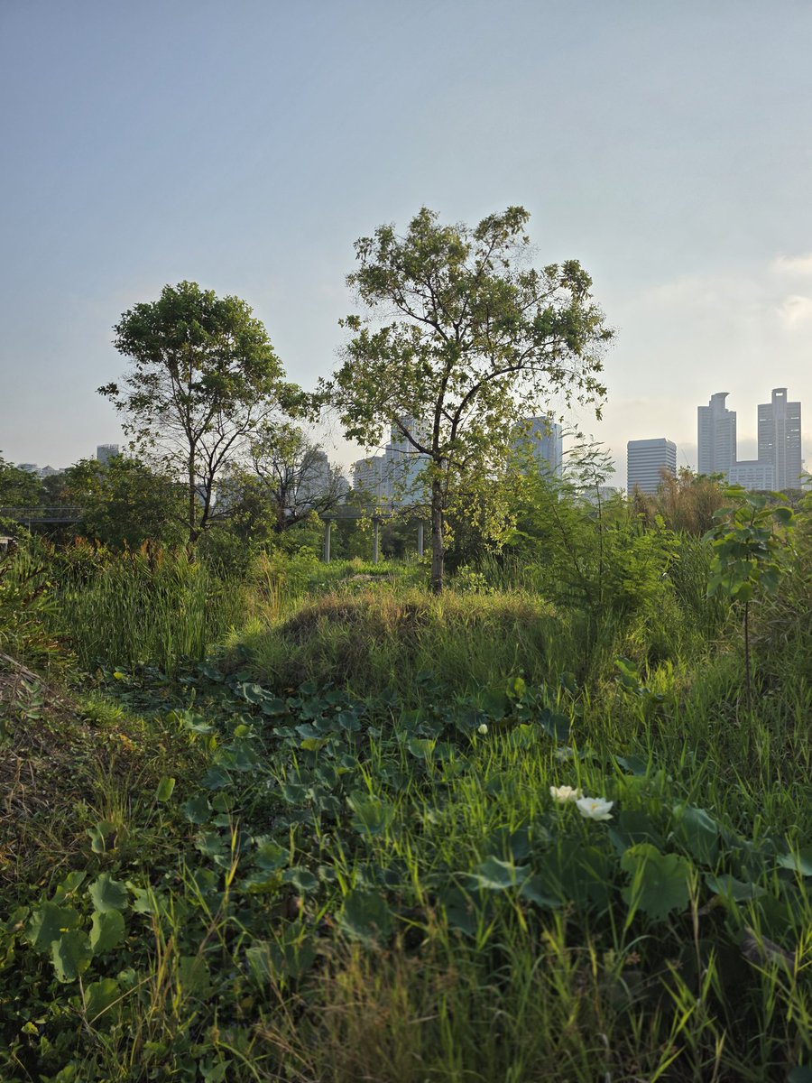 ณิช tweet media