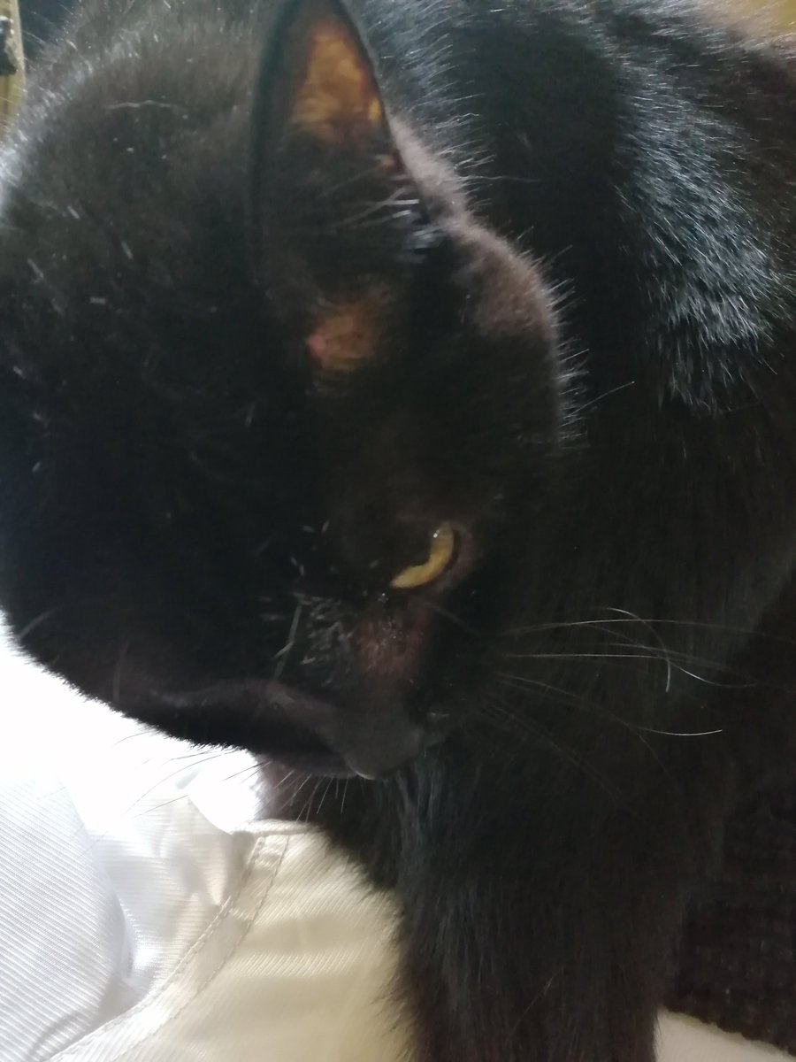 むっく tweet media