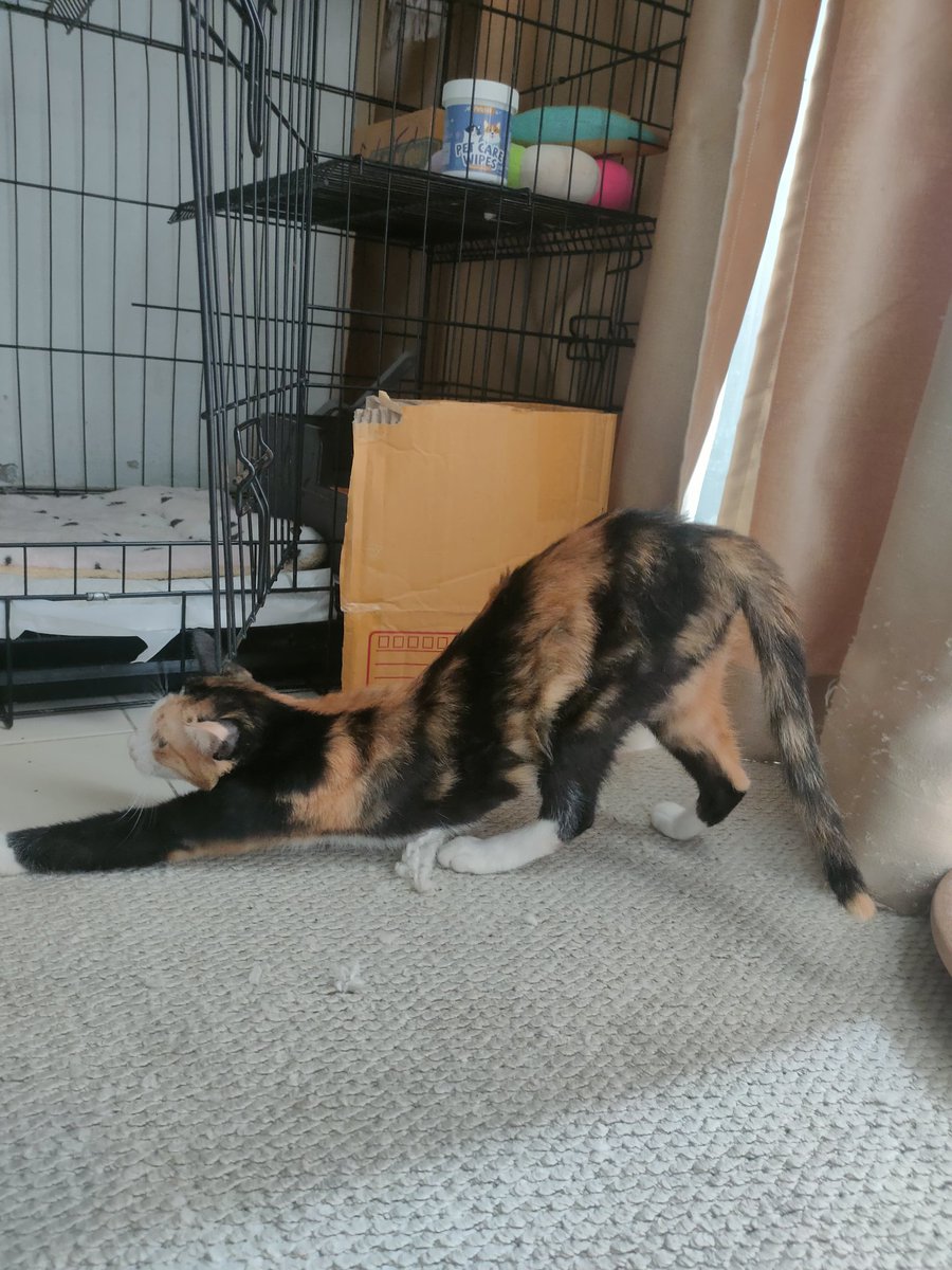 ไม่ควรมีแมวตัวไหนบนโลกใบนี้ต้องมาเป็นแมวจร tweet media