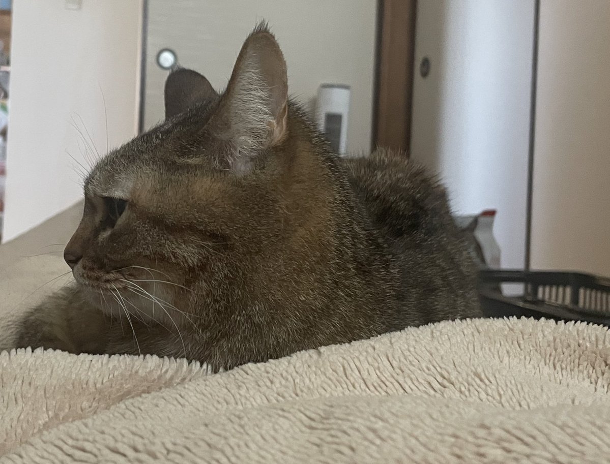 三坂宏太朗@最高位戦九州本部 tweet media