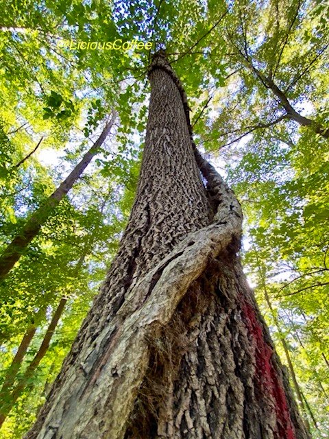 CoffeeLiciousLady tweet media