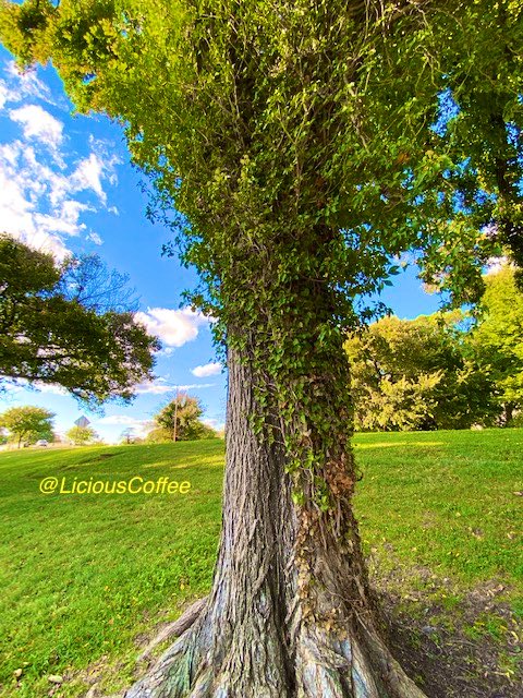 CoffeeLiciousLady tweet media