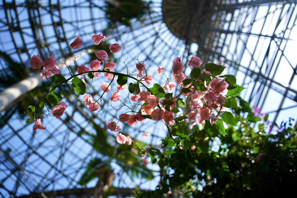 アオポニ tweet media