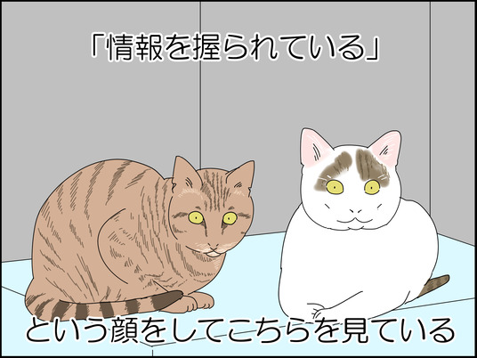猫のトイレ掃除 